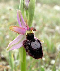 Ophrys catalaunica (Orchidaceae)  - Ophrys de Catalogne Aude [France] 22/04/2006 - 150m