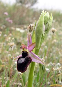 Ophrys catalaunica (Orchidaceae)  - Ophrys de Catalogne Aude [France] 22/04/2006 - 150m