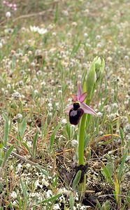 Ophrys catalaunica (Orchidaceae)  - Ophrys de Catalogne Aude [France] 22/04/2006 - 150m