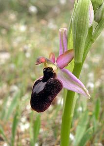 Ophrys catalaunica (Orchidaceae)  - Ophrys de Catalogne Aude [France] 22/04/2006 - 150m