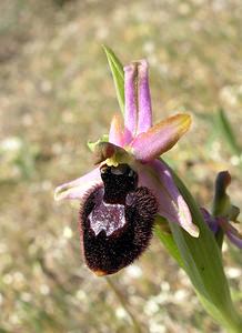 Ophrys catalaunica (Orchidaceae)  - Ophrys de Catalogne Aude [France] 25/04/2006 - 150m