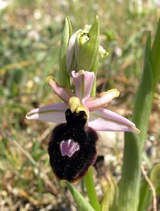 Ophrys catalaunica (Orchidaceae)  - Ophrys de Catalogne Aude [France] 25/04/2006 - 150m