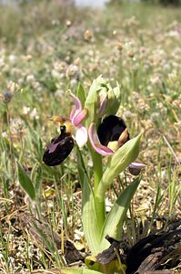 Ophrys catalaunica (Orchidaceae)  - Ophrys de Catalogne Aude [France] 25/04/2006 - 150m