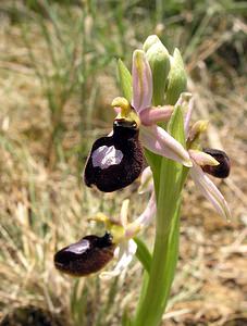 Ophrys catalaunica (Orchidaceae)  - Ophrys de Catalogne Aude [France] 25/04/2006 - 150m