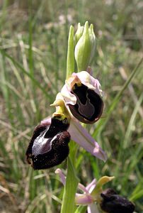 Ophrys catalaunica (Orchidaceae)  - Ophrys de Catalogne Aude [France] 25/04/2006 - 150m