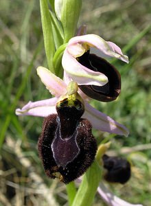 Ophrys catalaunica (Orchidaceae)  - Ophrys de Catalogne Aude [France] 25/04/2006 - 150m