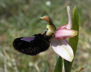 Ophrys catalaunica (Orchidaceae)  - Ophrys de Catalogne Aude [France] 25/04/2006 - 150m