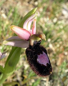 Ophrys catalaunica (Orchidaceae)  - Ophrys de Catalogne Aude [France] 25/04/2006 - 150m