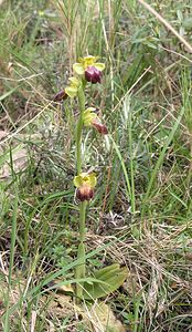 Ophrys fusca (Orchidaceae)  - Ophrys brun Aude [France] 28/04/2006 - 310m