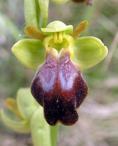 Ophrys fusca (Orchidaceae)  - Ophrys brun Aude [France] 28/04/2006 - 300m