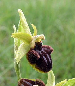 Ophrys incubacea (Orchidaceae)  - Ophrys noir, Ophrys de petite taille, Ophrys noirâtre Aude [France] 23/04/2006 - 490m