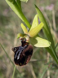 Ophrys incubacea (Orchidaceae)  - Ophrys noir, Ophrys de petite taille, Ophrys noirâtre Aude [France] 25/04/2006 - 150m