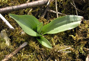 Ophrys insectifera (Orchidaceae)  - Ophrys mouche - Fly Orchid Marne [France] 08/04/2006 - 170m