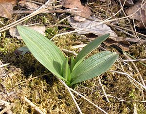 Ophrys insectifera (Orchidaceae)  - Ophrys mouche - Fly Orchid Marne [France] 08/04/2006 - 170m