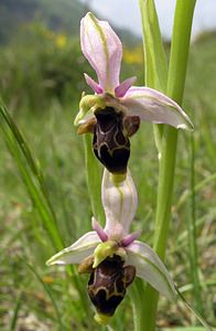 Ophrys scolopax (Orchidaceae)  - Ophrys bécasse Aude [France] 26/04/2006 - 610m