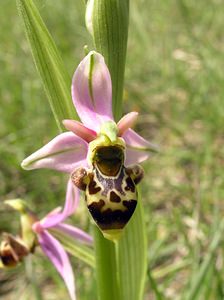 Ophrys scolopax (Orchidaceae)  - Ophrys bécasse Aude [France] 26/04/2006 - 610m