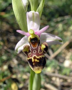 Ophrys scolopax (Orchidaceae)  - Ophrys bécasse Gard [France] 18/04/2006 - 70m