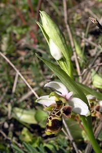 Ophrys scolopax (Orchidaceae)  - Ophrys bécasse Gard [France] 18/04/2006 - 70m