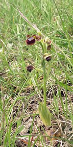 Ophrys speculum (Orchidaceae)  - Ophrys miroir, Ophrys cilié Aude [France] 26/04/2006 - 600m