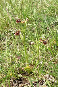 Ophrys speculum (Orchidaceae)  - Ophrys miroir, Ophrys cilié Aude [France] 26/04/2006 - 600m