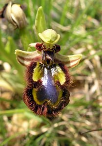 Ophrys speculum (Orchidaceae)  - Ophrys miroir, Ophrys cilié Aude [France] 26/04/2006 - 610m