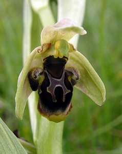 Ophrys x duvigneaudiana (Orchidaceae)  - Ophrys de DuvigneaudOphrys virescens x Ophrys scolopax. Aude [France] 23/04/2006 - 640m