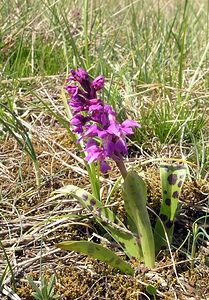 Orchis mascula (Orchidaceae)  - Orchis mâle - Early-purple Orchid Herault [France] 20/04/2006 - 750m