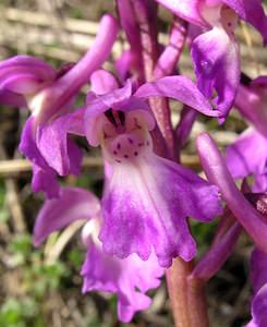 Orchis mascula (Orchidaceae)  - Orchis mâle - Early-purple Orchid Herault [France] 20/04/2006 - 740m