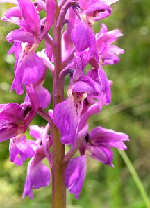 Orchis mascula (Orchidaceae)  - Orchis mâle - Early-purple Orchid Aude [France] 24/04/2006 - 1020m