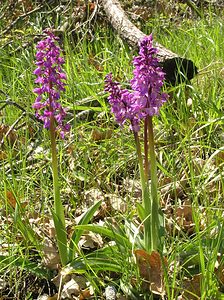 Orchis mascula (Orchidaceae)  - Orchis mâle - Early-purple Orchid Cantal [France] 30/04/2006 - 650m