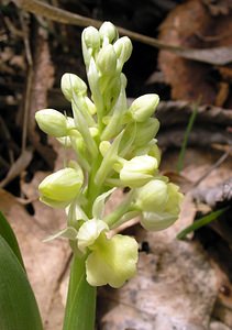 Orchis pallens (Orchidaceae)  - Orchis pâle - Pale-flowered Orchid Aude [France] 24/04/2006 - 960m