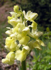 Orchis pallens (Orchidaceae)  - Orchis pâle - Pale-flowered Orchid Aude [France] 24/04/2006 - 970m