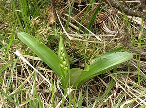 Orchis pallens (Orchidaceae)  - Orchis pâle - Pale-flowered Orchid Aude [France] 24/04/2006 - 1020m