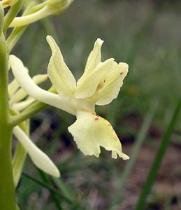 Orchis provincialis (Orchidaceae)  - Orchis de Provence Aude [France] 23/04/2006 - 640m