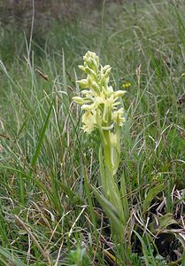 Orchis provincialis (Orchidaceae)  - Orchis de Provence Aude [France] 23/04/2006 - 640m