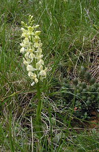 Orchis provincialis (Orchidaceae)  - Orchis de Provence Aude [France] 23/04/2006 - 640m