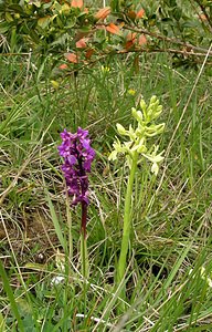 Orchis provincialis (Orchidaceae)  - Orchis de Provence Aude [France] 23/04/2006 - 640m? droite, avec ? gauche O mascula