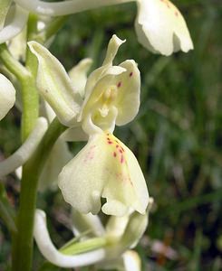 Orchis provincialis (Orchidaceae)  - Orchis de Provence Aude [France] 26/04/2006 - 580m