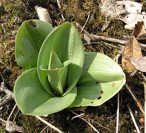 Orchis purpurea (Orchidaceae)  - Orchis pourpre, Grivollée, Orchis casque, Orchis brun - Lady Orchid Marne [France] 08/04/2006 - 170m