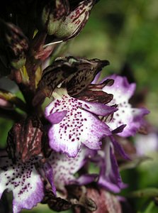 Orchis purpurea (Orchidaceae)  - Orchis pourpre, Grivollée, Orchis casque, Orchis brun - Lady Orchid Gard [France] 18/04/2006 - 70m