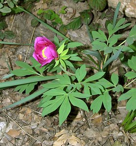 Paeonia officinalis (Paeoniaceae)  - Pivoine officinale - Garden Peony Herault [France] 21/04/2006 - 420m