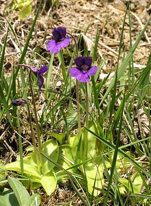 Pinguicula grandiflora (Lentibulariaceae)  - Grassette à grandes fleurs - Large-flowered Butterwort Ariege [France] 29/04/2006 - 710m