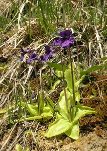 Pinguicula grandiflora (Lentibulariaceae)  - Grassette à grandes fleurs - Large-flowered Butterwort Ariege [France] 29/04/2006 - 710m