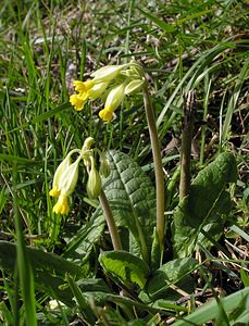 Primula veris (Primulaceae)  - Coucou, Primevère officinale - Cowslip Pas-de-Calais [France] 01/04/2006 - 120m