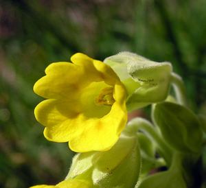 Primula veris (Primulaceae)  - Coucou, Primevère officinale - Cowslip Pas-de-Calais [France] 01/04/2006 - 120m