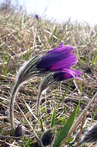 Pulsatilla vulgaris (Ranunculaceae)  - Pulsatille commune, Anémone pulsatille - Pasqueflower Aisne [France] 08/04/2006 - 140m