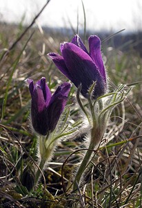 Pulsatilla vulgaris (Ranunculaceae)  - Pulsatille commune, Anémone pulsatille - Pasqueflower Aisne [France] 08/04/2006 - 140m
