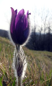 Pulsatilla vulgaris (Ranunculaceae)  - Pulsatille commune, Anémone pulsatille - Pasqueflower Aisne [France] 08/04/2006 - 140m