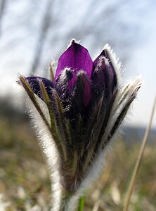 Pulsatilla vulgaris (Ranunculaceae)  - Pulsatille commune, Anémone pulsatille - Pasqueflower Aisne [France] 08/04/2006 - 140m