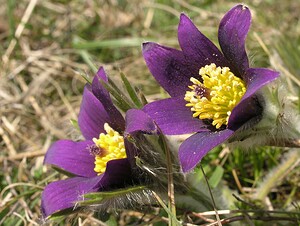 Pulsatilla vulgaris (Ranunculaceae)  - Pulsatille commune, Anémone pulsatille - Pasqueflower Aisne [France] 08/04/2006 - 170m